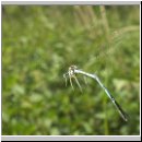 Platycnemis pennipes - Blaue Federlibelle 08.jpg